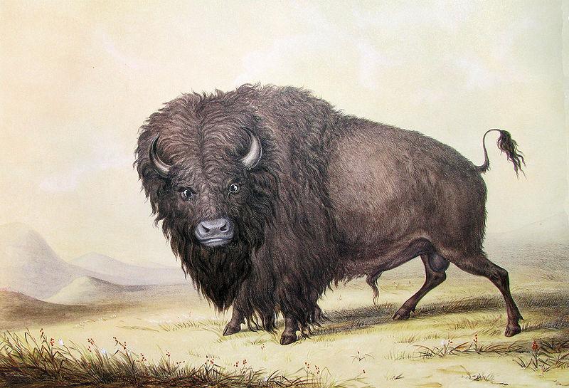 unknow artist George Catlin Bull Buffalo oil painting image